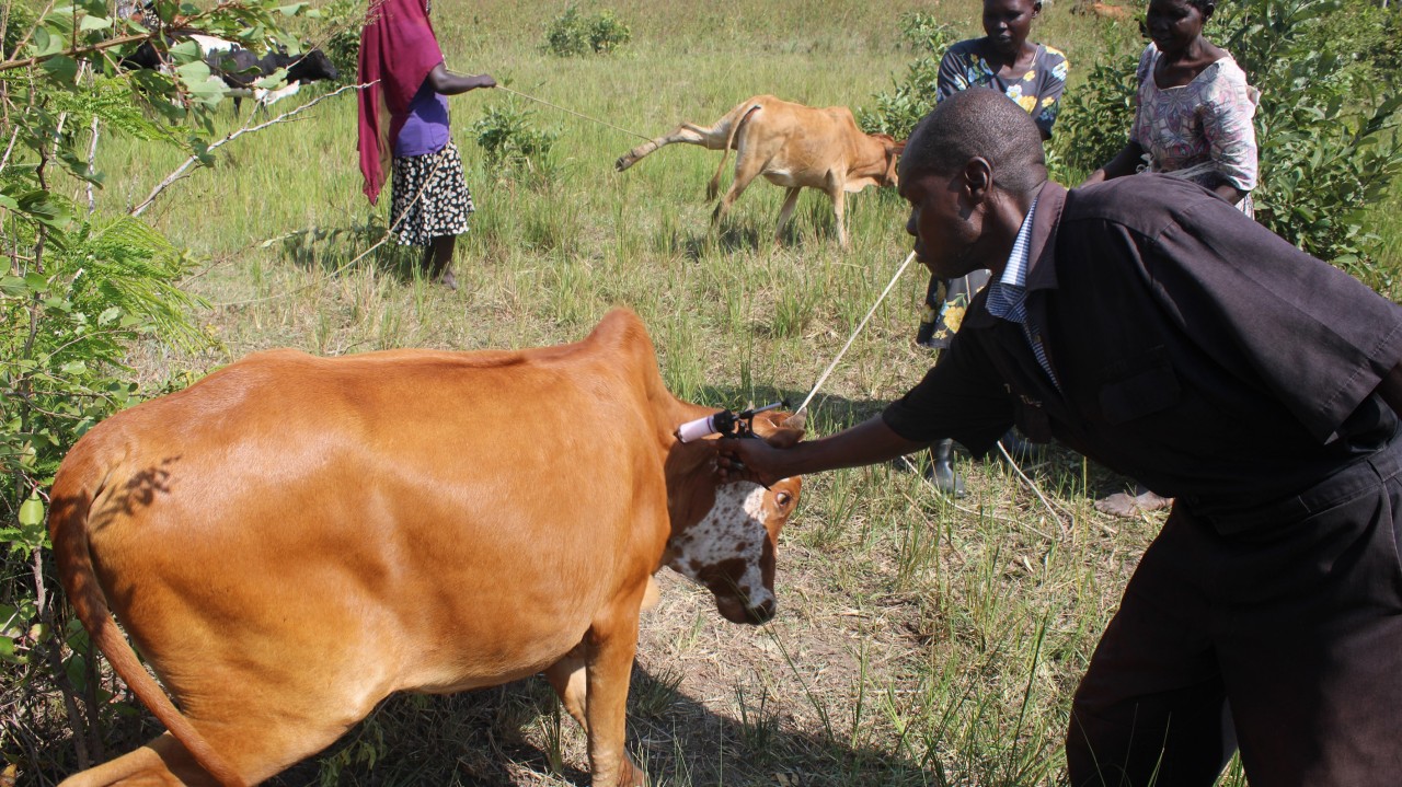 Dr. Omayo Charles vaccinating cows against FMD
