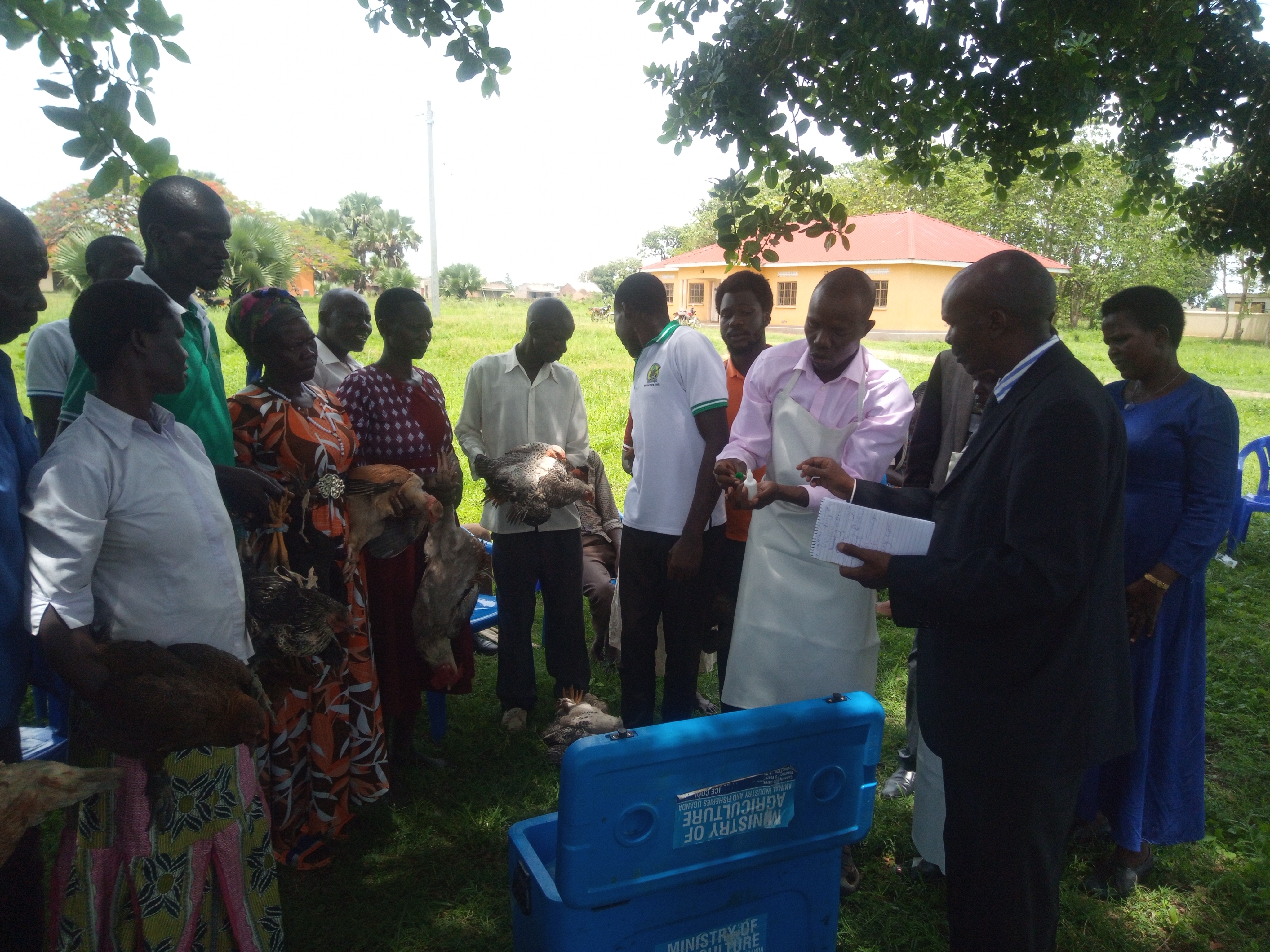 Mr Shaineh Nelson, the deputy Chief Administrative Officer of Kapelebyong launching the paultry vaccination program on Tuesday.